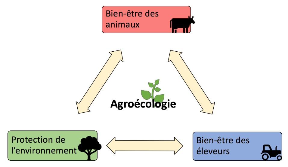 L'avenir‍ du bien-être animal ‌dans l'industrie agroalimentaire