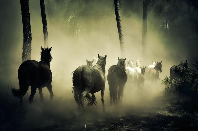 Préparer votre voyage pour suivre la traversée des chevaux