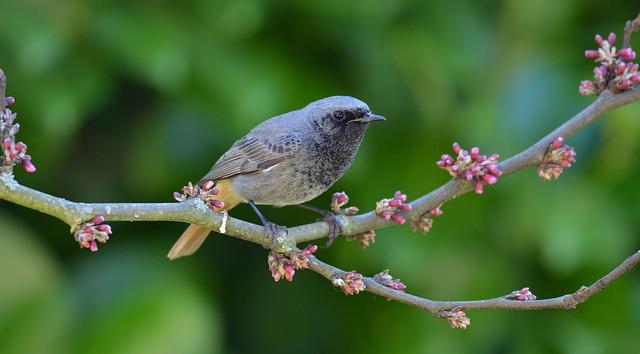 Malgré leur combat, les arbres vont tomber à Nantes Nord - Ouest-France