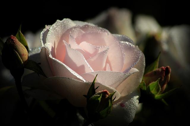 Les consommateurs américains face à la hausse des prix du rosé français