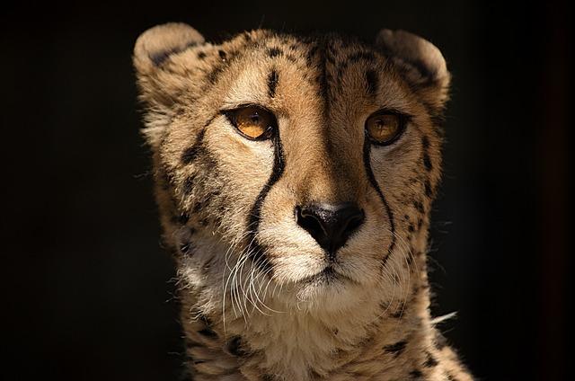 Importance de la conservation des espèces : le rôle du zoo dans la protection des guépards