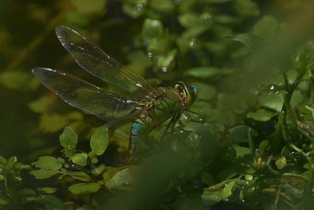 La Biodiversité et ses Enjeux : comprendre pour Protéger