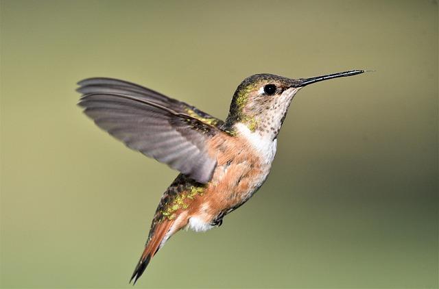 comment observer les oiseaux pour mieux les comprendre