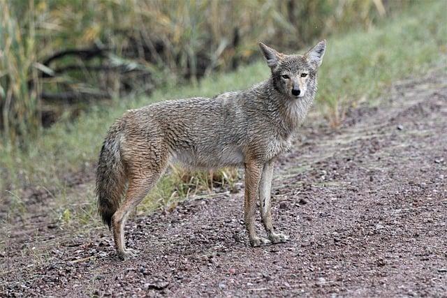 Les fondements ​mythologiques de Les 4 âmes du coyote