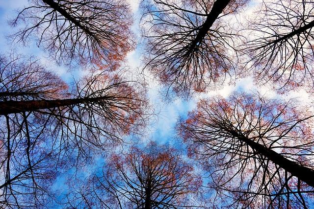 L'impact des arbres sur la qualité de vie des résidents