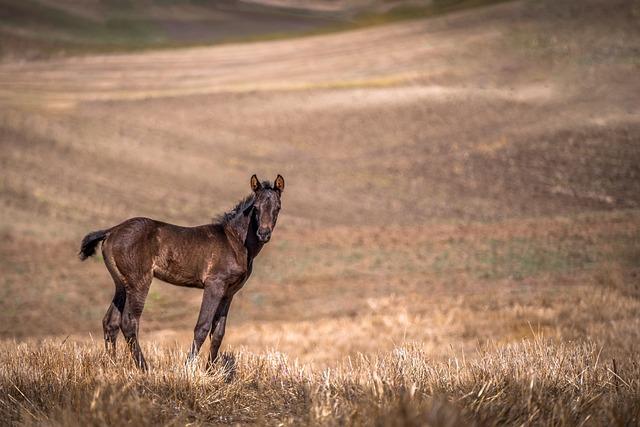 Créer des synergies : collaboration entre clubs ‍équestres et ⁤acteurs locaux du dressage