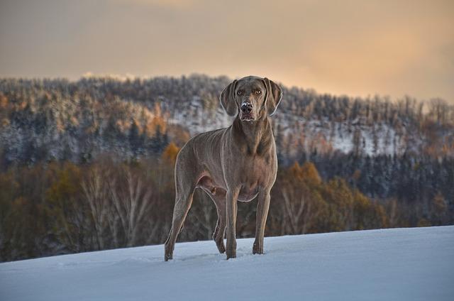 Sensibiliser la communauté canine aux ‍risques dempoisonnement