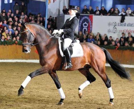 Vers un avenir prometteur : recommandations pour les passionnés ​de ​dressage à Bordeaux