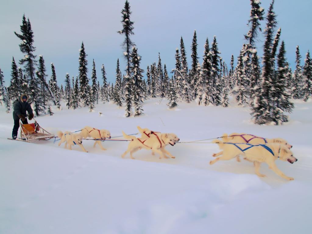 Rencontre avec les mushers : passion et savoir-faire