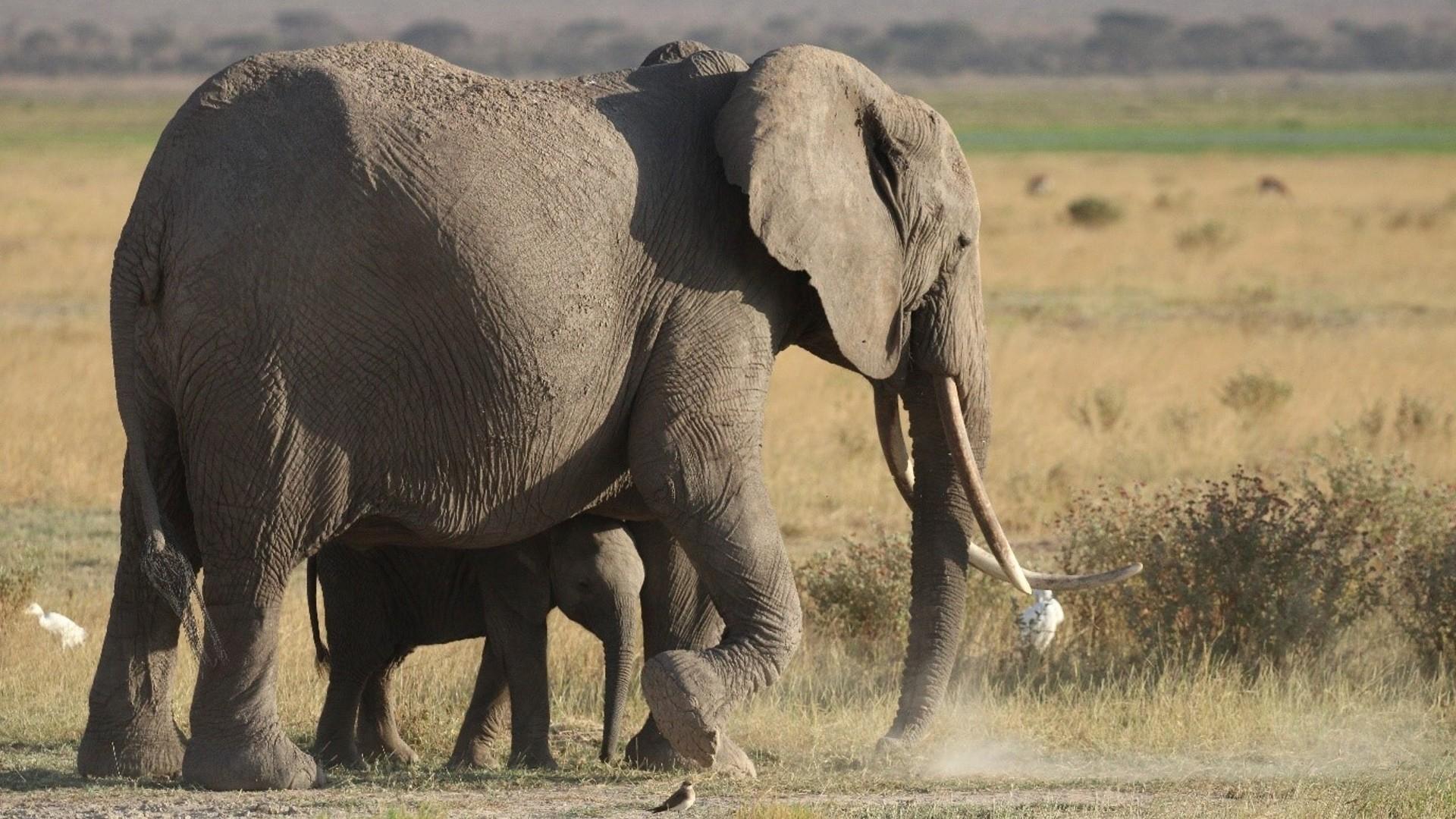 CAN 2024 : le sacre des Éléphants, un anniversaire à célébrer - FRANCE 24