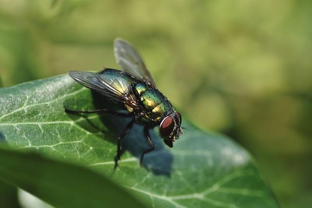 La faune et la flore menacées : conséquences des éclairs sur lenvironnement local