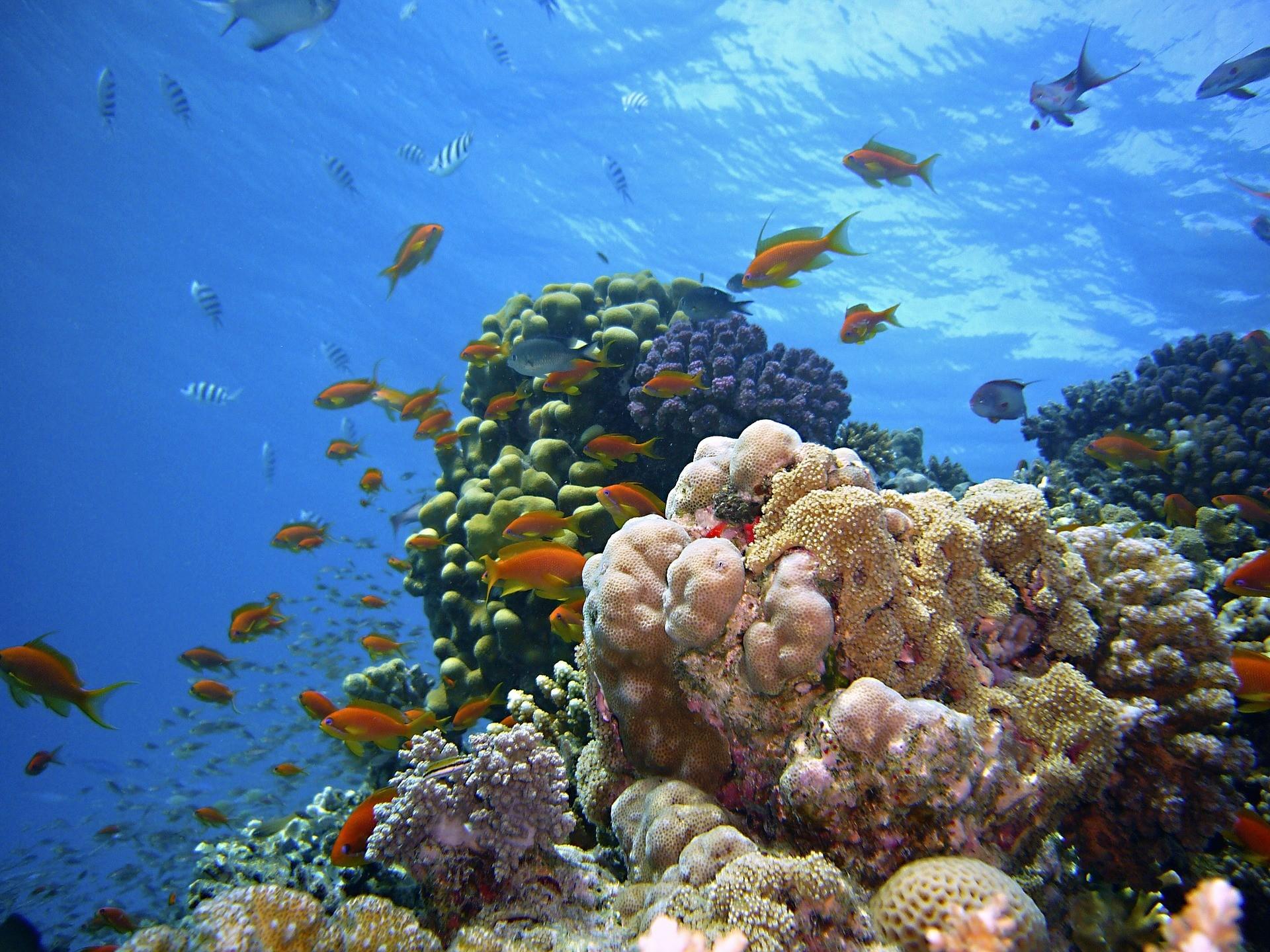 Les enjeux environnementaux et touristiques de cette célébration maritime