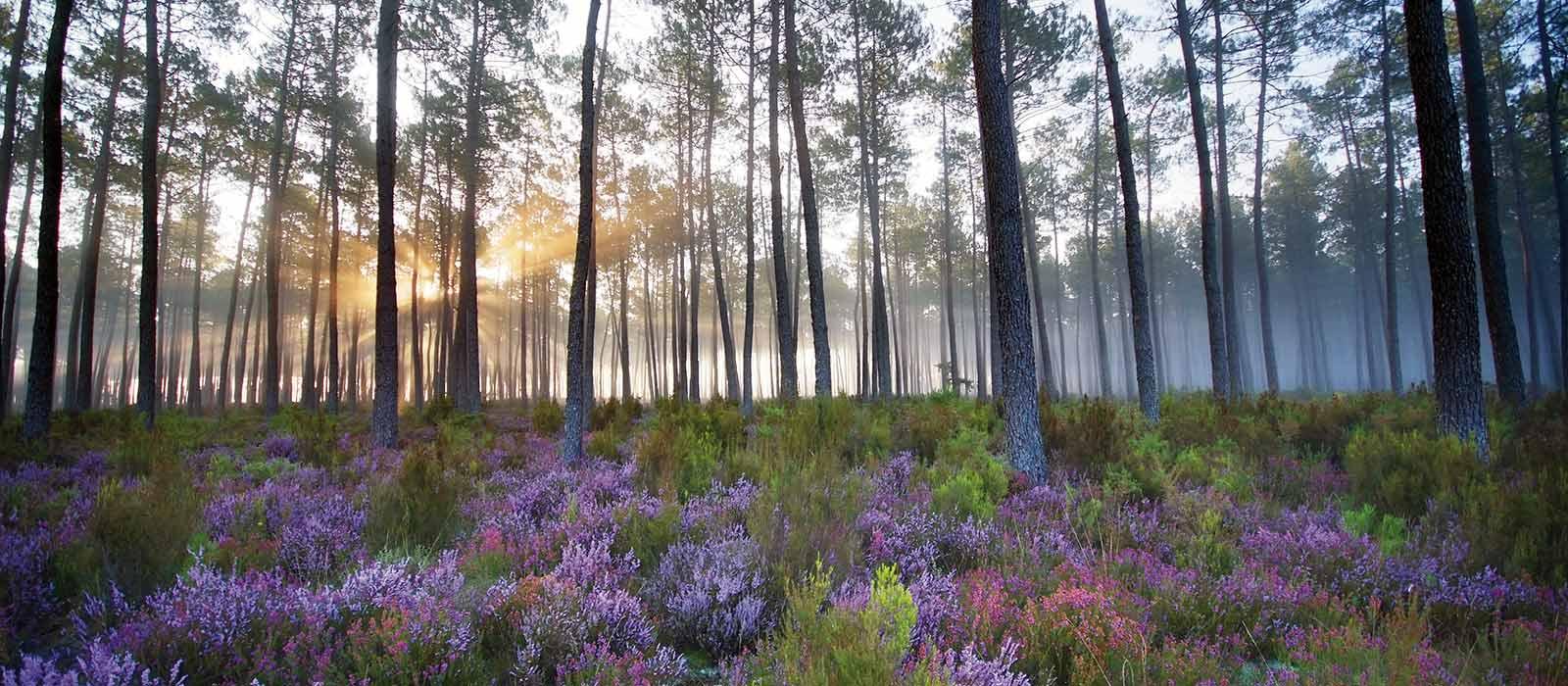 Itinéraires recommandés : se rendre aux forêts par les transports en commun