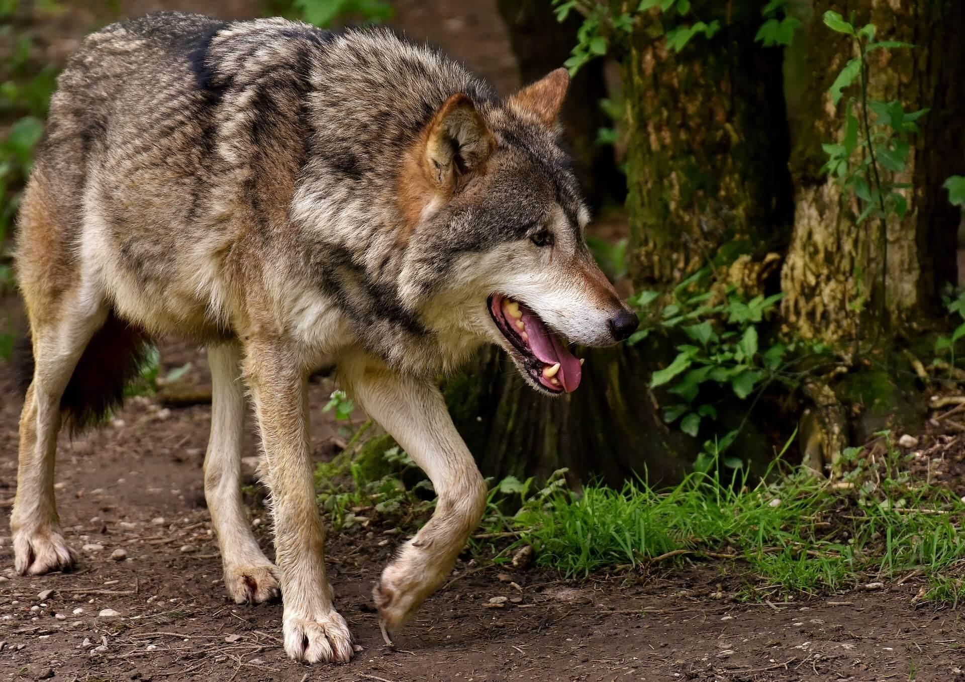 L'évolution des populations⁣ de loups en France et son ‌impact sur les écosystèmes