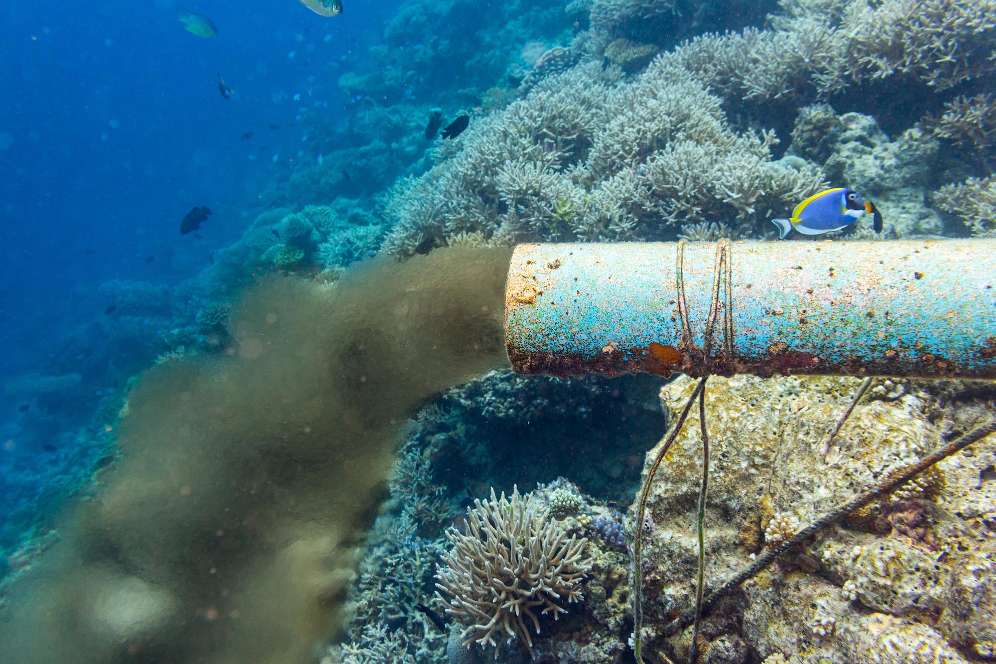 Impacts écologiques et sanitaires de la pollution marine