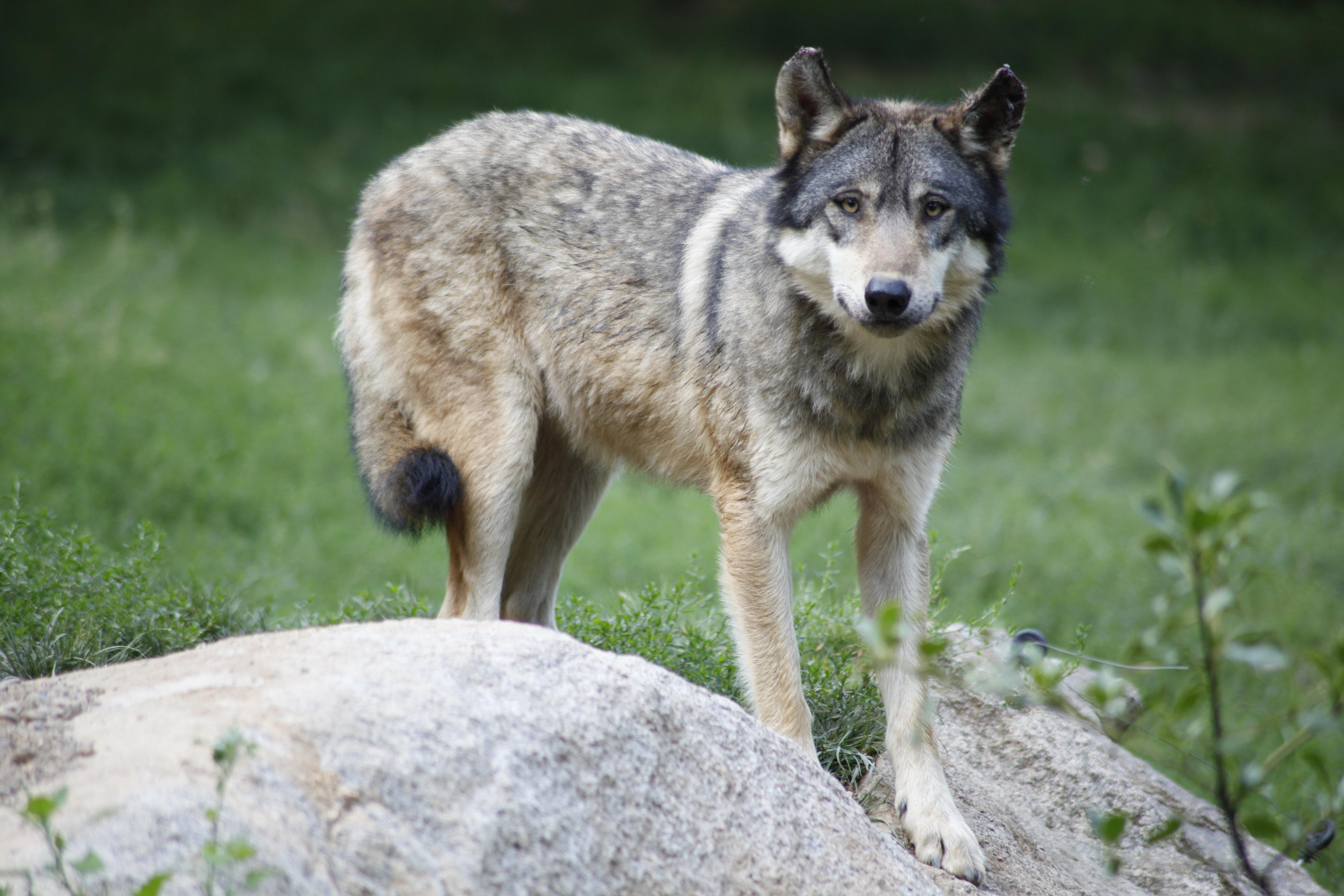 Initiatives locales et collaborations interrégionales pour la conservation du ‌loup