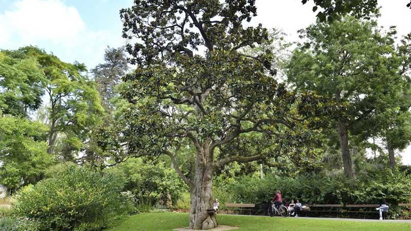 Les raisons derrière la chute des arbres à Nantes Nord