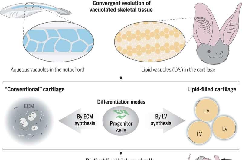 Recommandations pour les Chercheurs : Explorations Futuristes des Lipochondrocytes