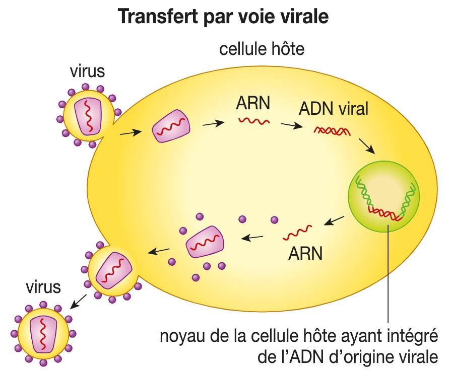 Transfert de gènes et antibiorésistance : participation de Marie-Cécile Ploy au podcast de France Culture « La Science, CQFD » - Université de Limoges