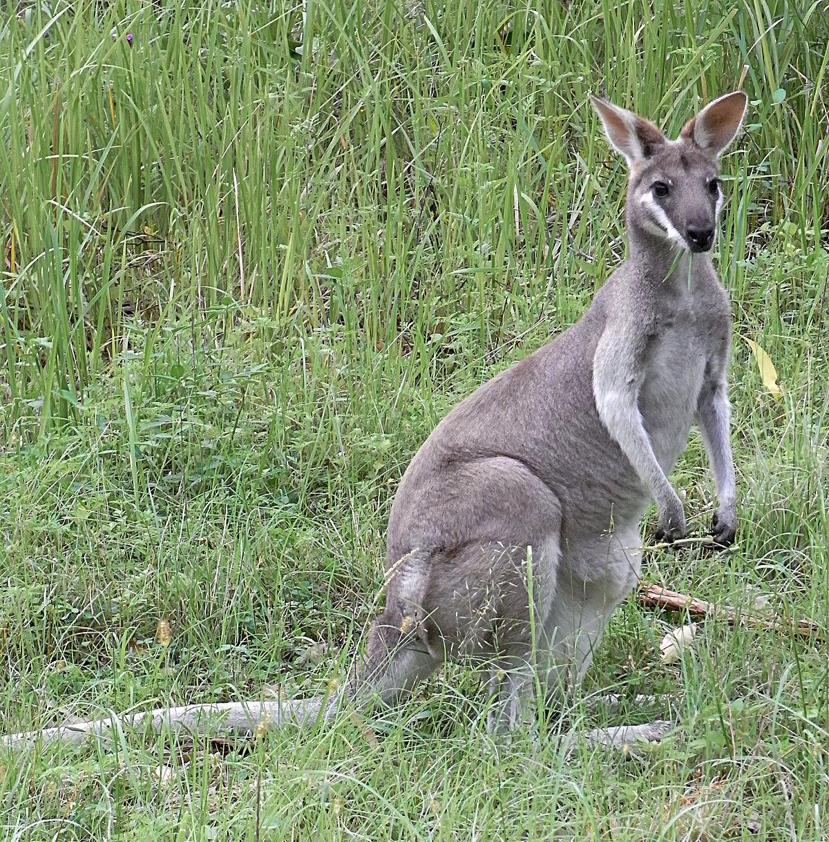 Vers⁢ une meilleure compréhension‌ des ⁤wallabies dans leur nouvel environnement