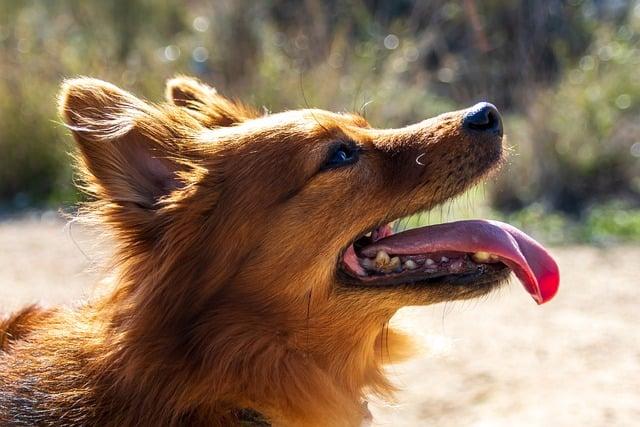 Comprendre le langage canin pour mieux interagir