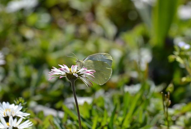 Les conseils dexperts pour prolonger la beauté de vos fleurs