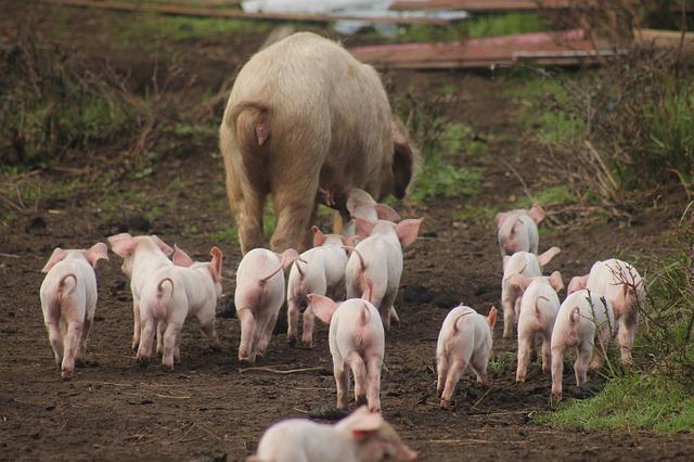 Impacts de la surpopulation porcine sur l’écosystème marseillais