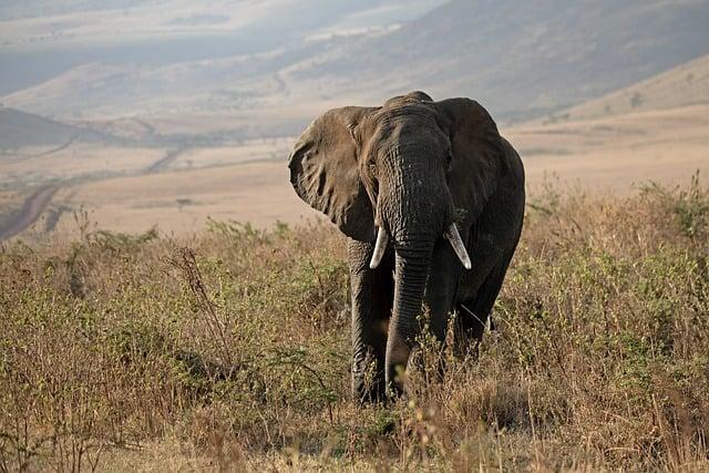 Conservation et coexistence : approches pour un équilibre durable