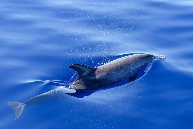Promotion de la biodiversité : Initiatives conjointes pour un écosystème marin durable