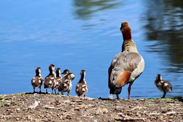 Promouvoir des⁣ gouvernances inclusives et respectueuses des différences