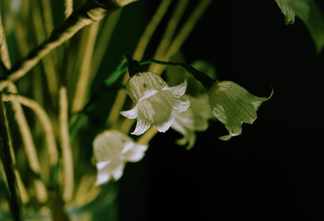 Comment se préparer pour la saison de la cueillette du muguet