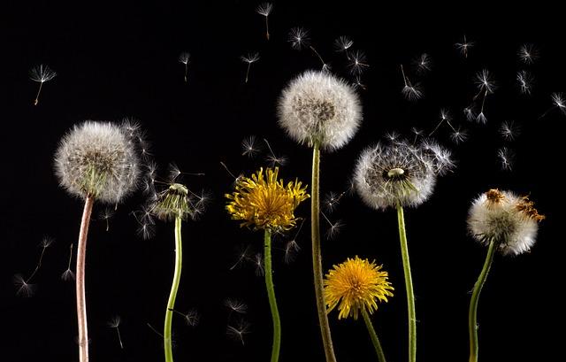 Espaces ⁤communs et initiatives ⁢citoyennes ⁣: au cœur de la vie collective