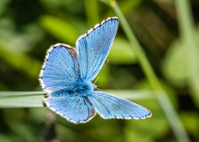 Limpact sur la biodiversité urbaine : un appel à la responsabilité collective