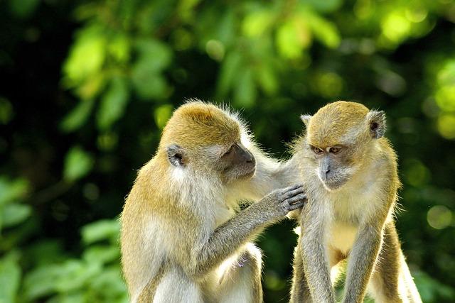 Impact positif de linterdiction des animaux sauvages sur le bien-être animal