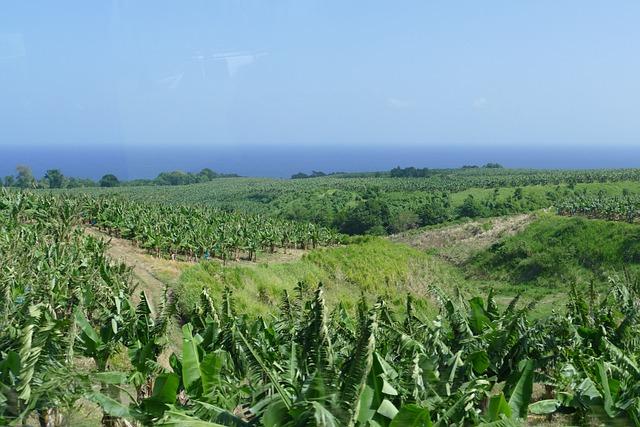 Écotourisme en Martinique : un voyage responsable et enrichissant