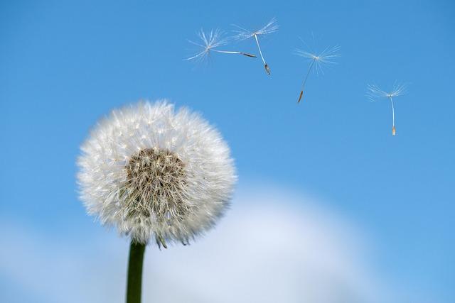 Impact sur la santé et lenvironnement : vigilance face aux allergies printanières