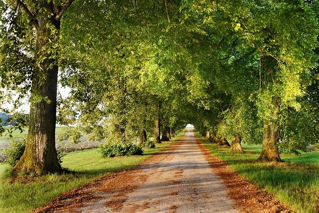 Promenades⁣ en⁢ pleine nature autour de Lille