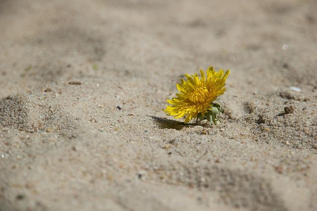 Les initiatives​ locales ​pour promouvoir une résilience climatique durable