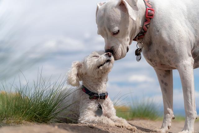 Préserver la santé de votre chien : conseils pratiques