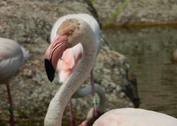 Côte-d’Or : Semur-en-Auxois bientôt village préféré des Français ? – franceinfo