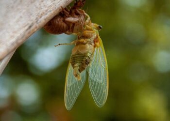 Métamorphose — la numérotation des immeubles, Haussmann et la couture de Paris – France Culture