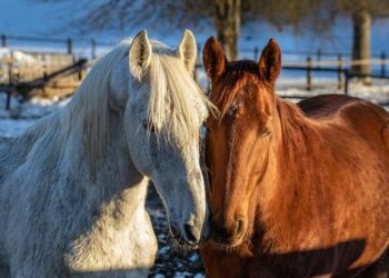 IMAGES. Autoroute A69 : de 1989 à 2025, retour sur l’histoire de 53 km polémiques entre Castres et Toulouse – France 3 Régions