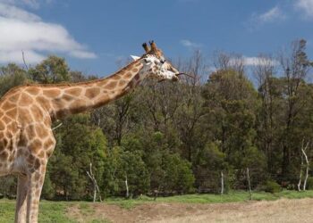 La Fondation d’entreprise Deloitte – Deloitte