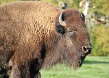 Bison Futé : circulation dense en Île-de-France ce week-end, conseils pour éviter les bouchons – Sortiraparis Bison Futé : circulation dense en Île-de-France ce week-end, conseils pour éviter les bouchons – Sortiraparis