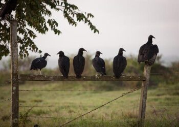 Le nouveau groupe Gang se lance en France – CB News