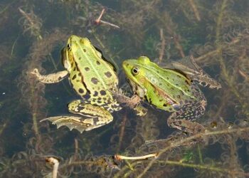 MeToo dans le sport en Côte d’Ivoire – France Culture