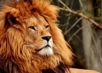 Interpôles masculins – Une dernière danse à Nantes – FFHandball