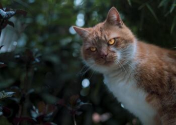 Le plus grand tiers-lieu mixte et solidaire de France se trouve aux portes de Lyon – Le Bonbon