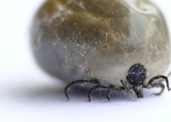 “Je suis cas contact”, face à l’ombre de la méningite, l’école School of business de Rennes lance la vaccination – France 3 Régions