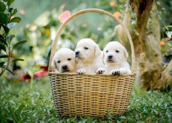 Blessés, malades, traumatisés, les animaux victimes du trafic sont recueillis dans ce sanctuaire à Nice – TF1 INFO